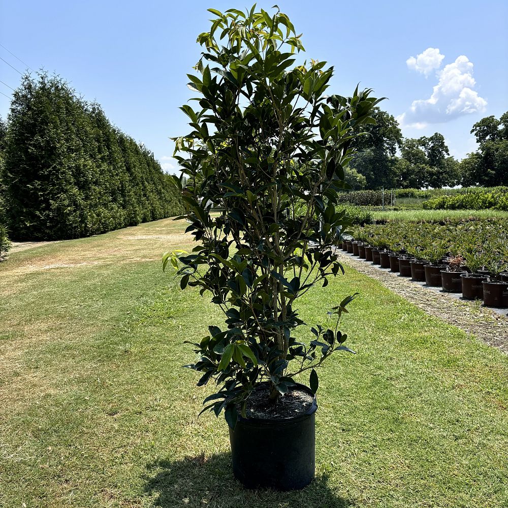 osmanthus-fragrans-sweet-tea-olive