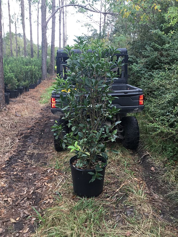 osmanthus-fragrans-sweet-tea-olive