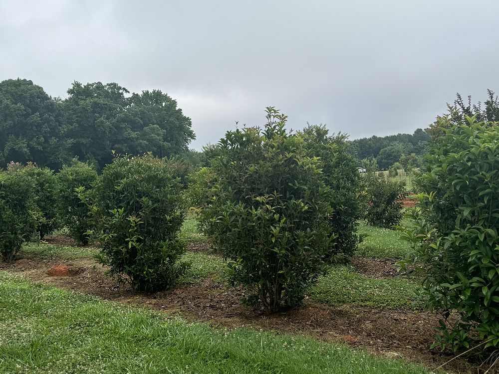 osmanthus-fragrans-sweet-tea-olive