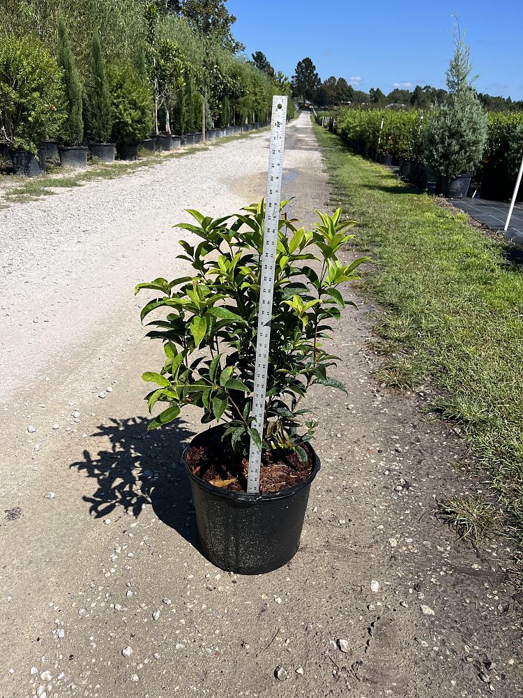 osmanthus-fragrans-sweet-tea-olive