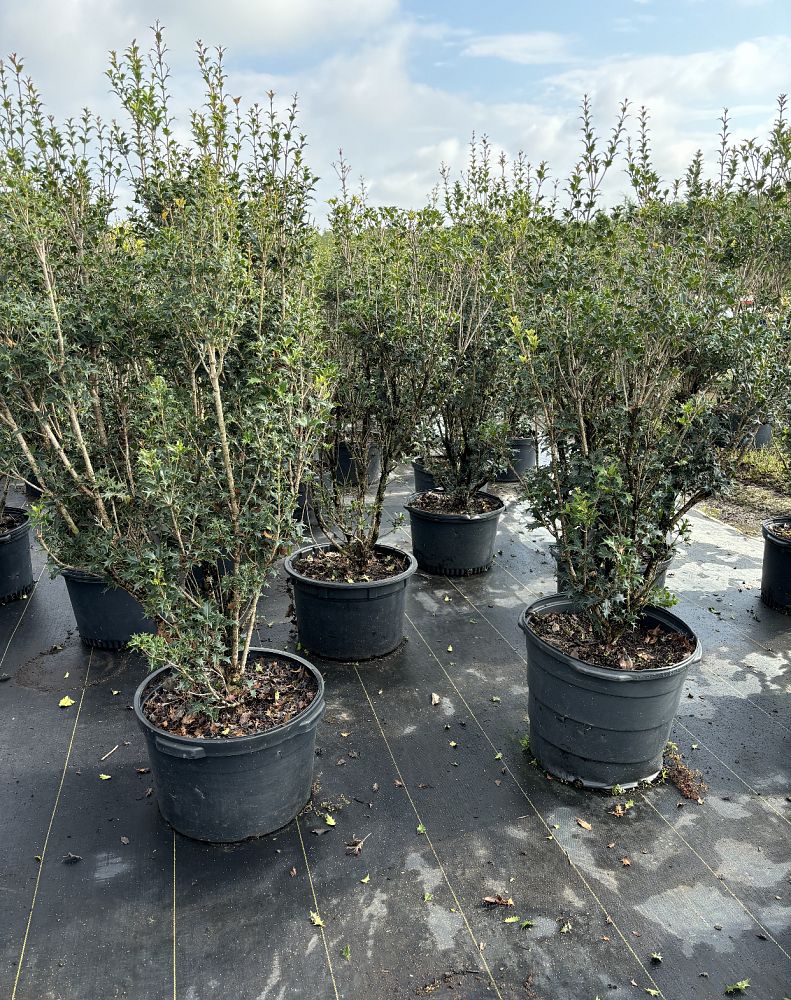 osmanthus-heterophyllus-gulftide-holly-olive