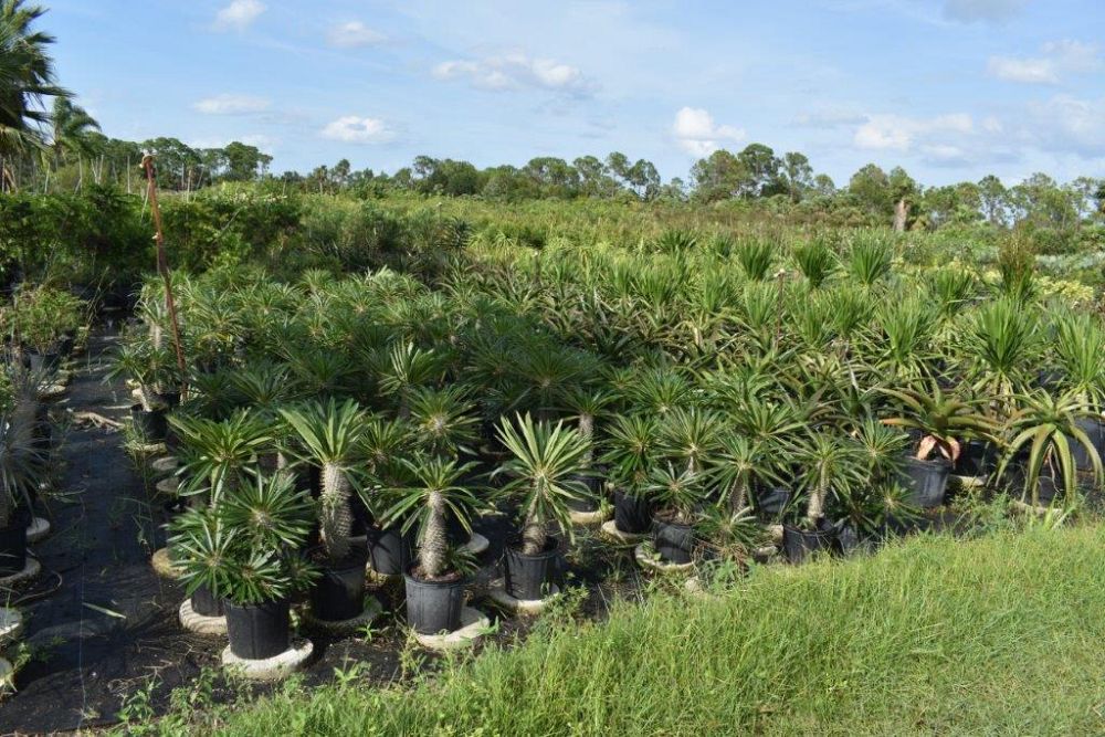 pachypodium-lamerei-madagascar-palm