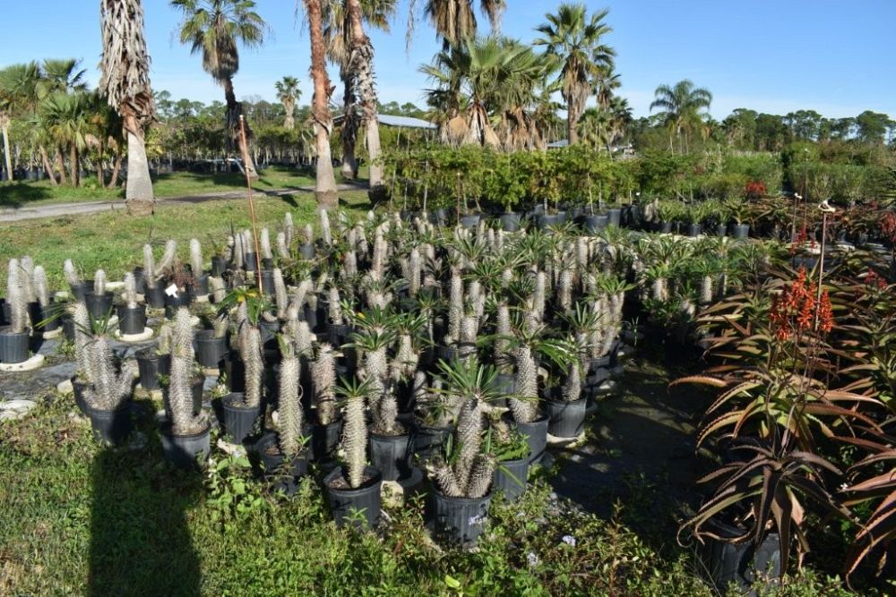 pachypodium-lamerei-madagascar-palm