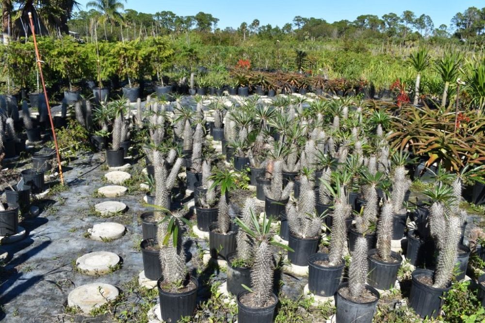 pachypodium-lamerei-madagascar-palm