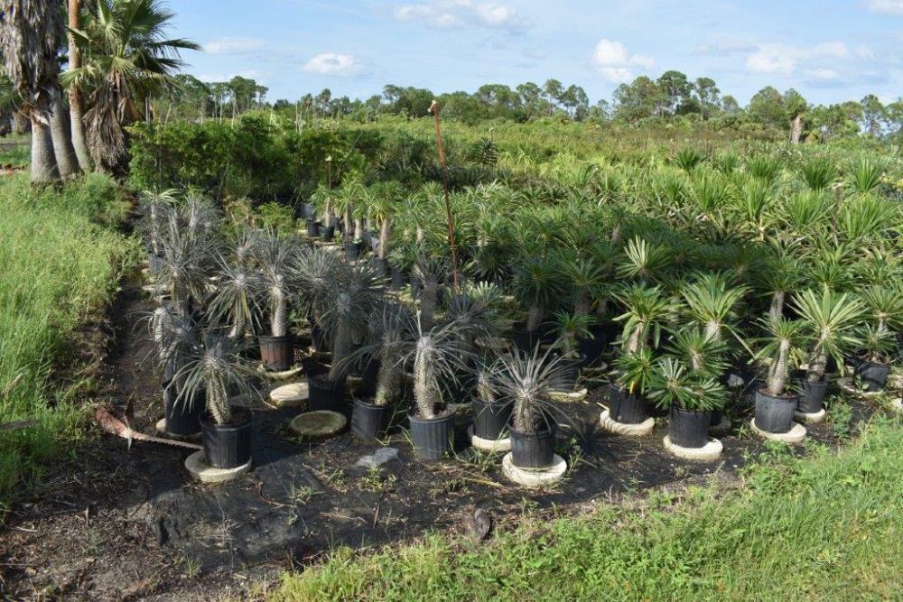 pachypodium-lamerei-madagascar-palm