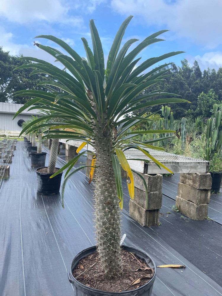 pachypodium-lamerei-madagascar-palm