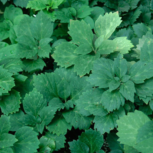 pachysandra-procumbens-angola-allegheny-spurge