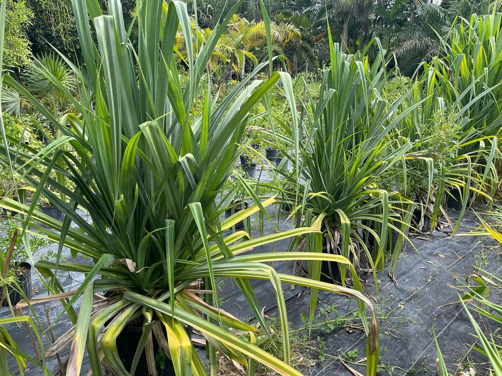 pandanus-amaryllifolius