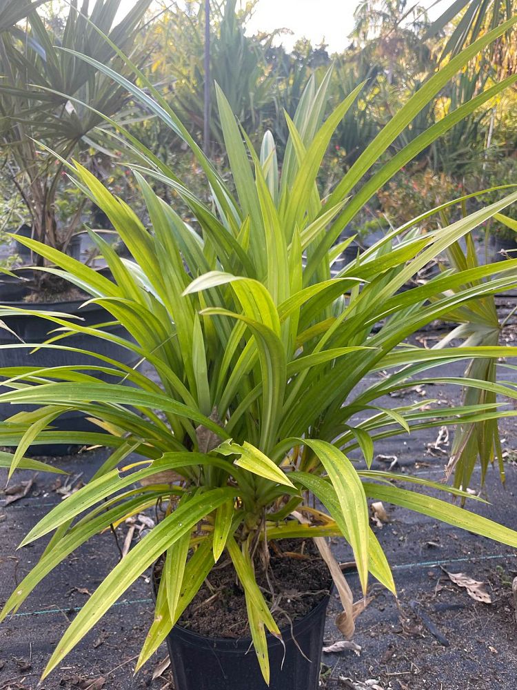 pandanus-amaryllifolius