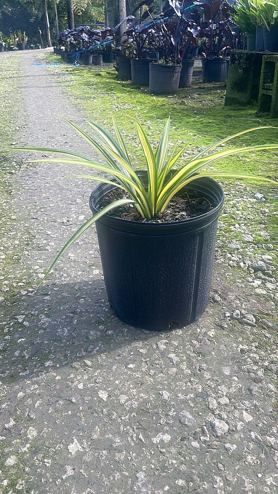 pandanus-baptistii-aureus-variegated-dwarf-pandanus