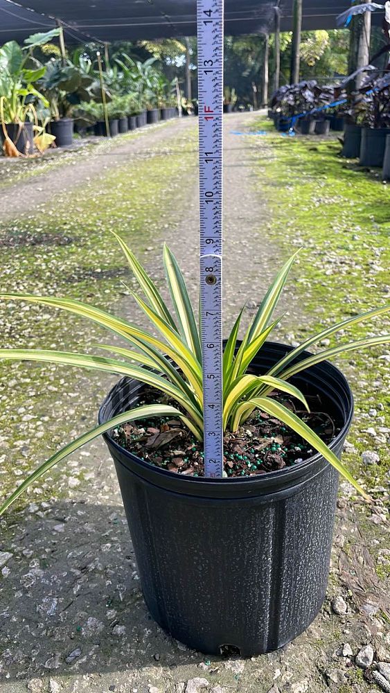 pandanus-baptistii-aureus-variegated-dwarf-pandanus