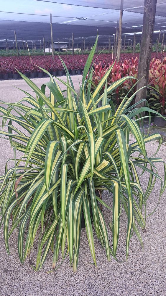 pandanus-baptistii-aureus-variegated-dwarf-pandanus