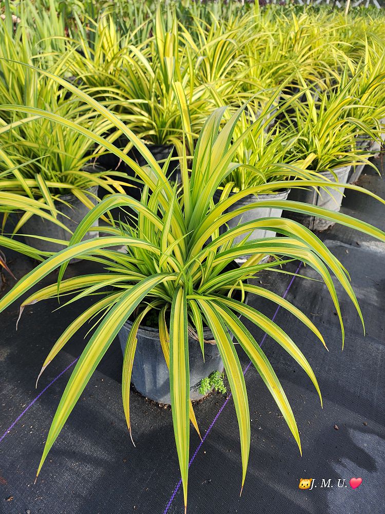 pandanus-baptistii-aureus-variegated-dwarf-pandanus