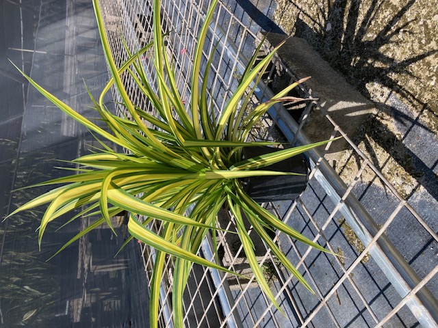 pandanus-baptistii-aureus-variegated-dwarf-pandanus