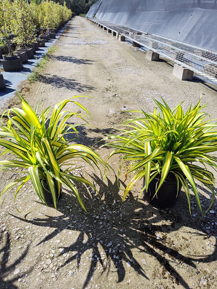 pandanus-baptistii-aureus-variegated-dwarf-pandanus