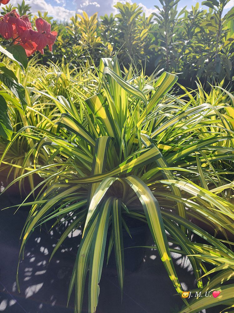 pandanus-baptistii-aureus-variegated-dwarf-pandanus