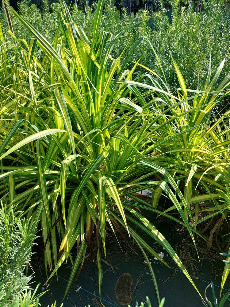 pandanus-baptistii-aureus-variegated-dwarf-pandanus