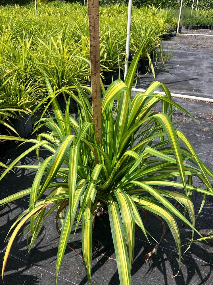 pandanus-pygmaeus-pinwheel-dwarf-variegated-pandanus