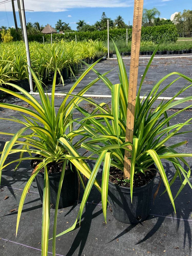 pandanus-pygmaeus-pinwheel-dwarf-variegated-pandanus