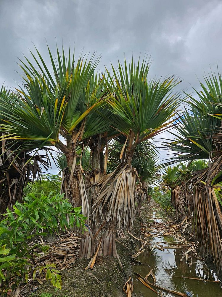 pandanus