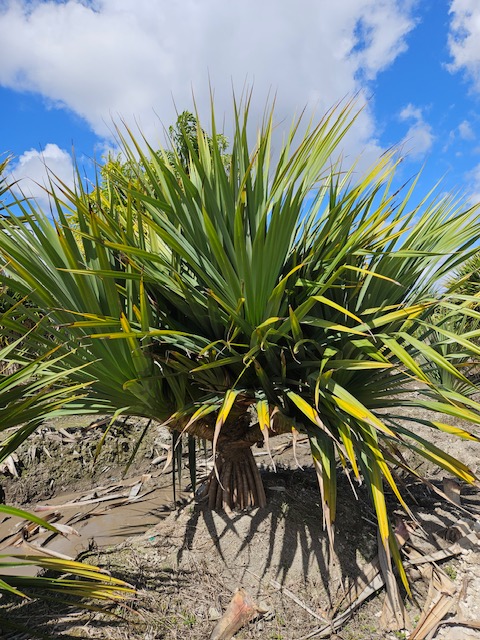 pandanus