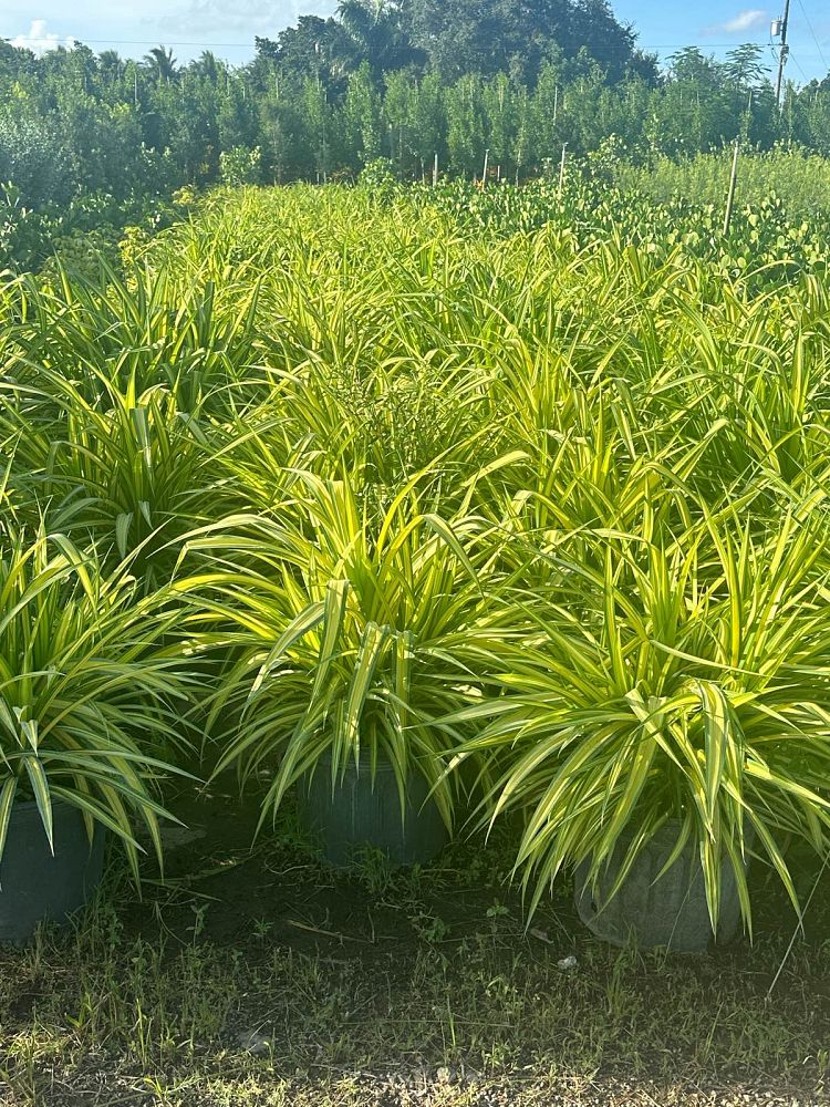 pandanus-tectorius-variegata-pandanus-screwpine-hala