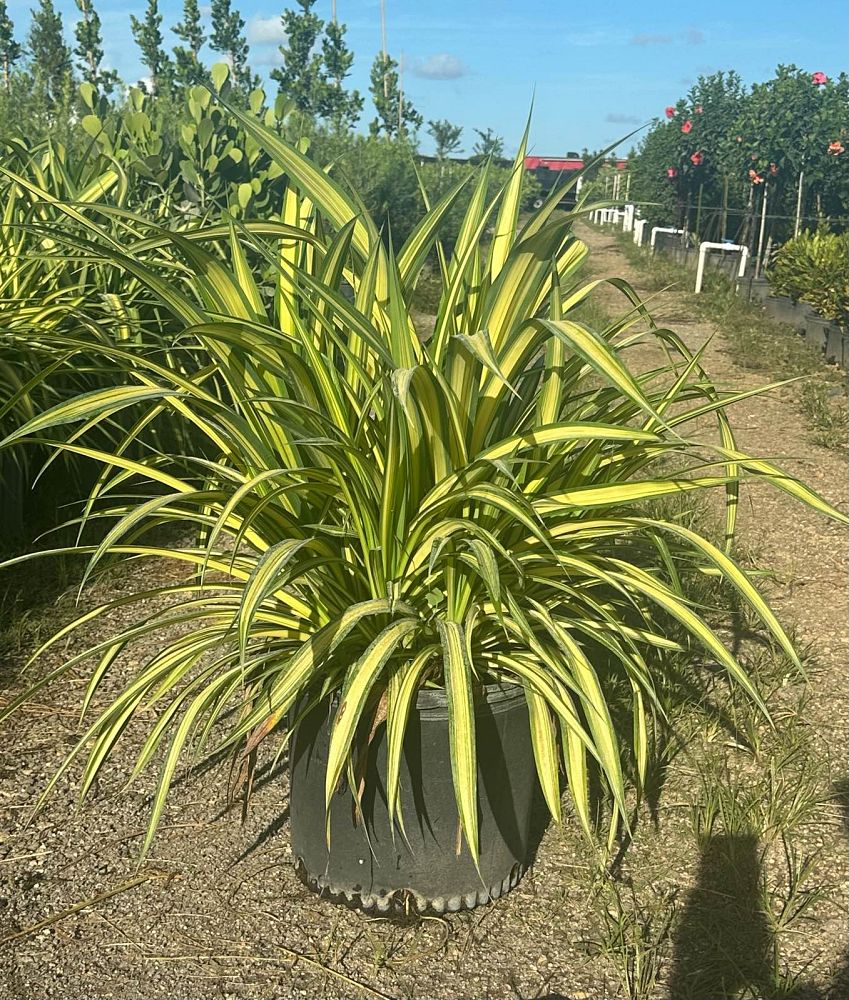 pandanus-tectorius-variegata-pandanus-screwpine-hala