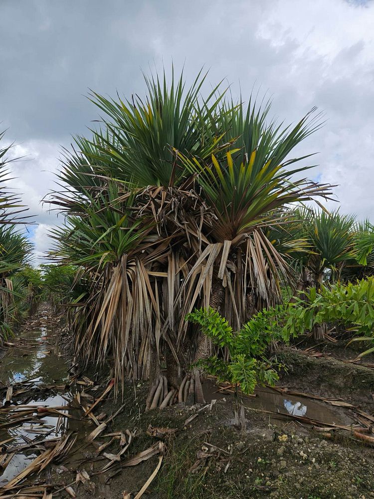 pandanus-utilis-screw-pine