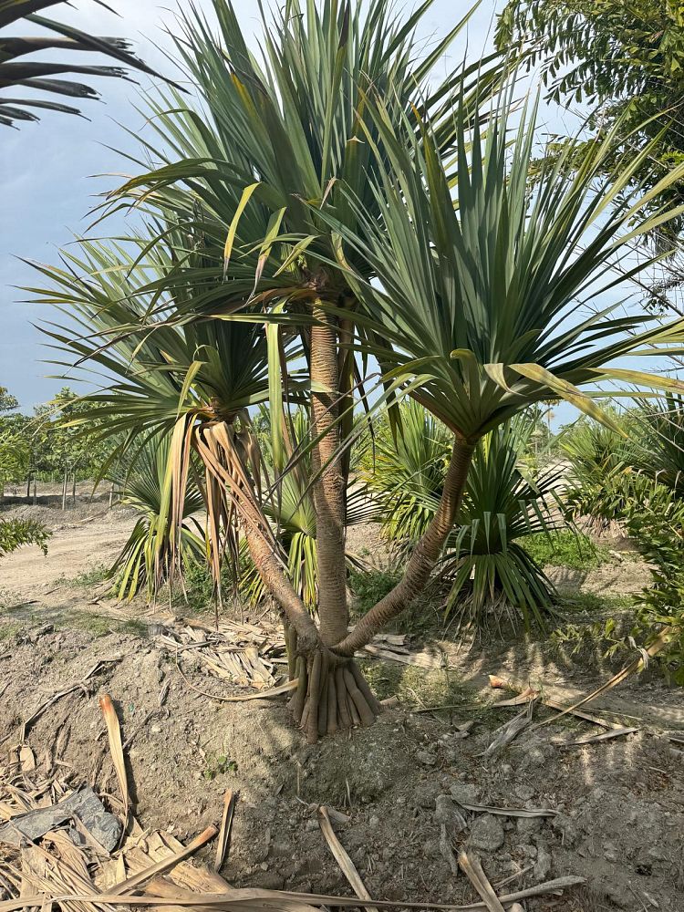 pandanus-utilis-screw-pine