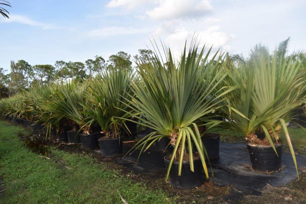 pandanus-utilis-screw-pine