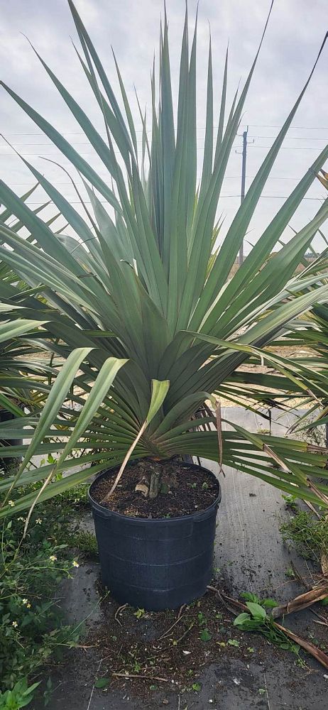 pandanus-utilis-screw-pine