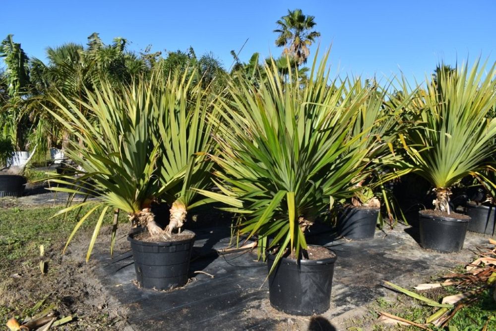 pandanus-utilis-screw-pine