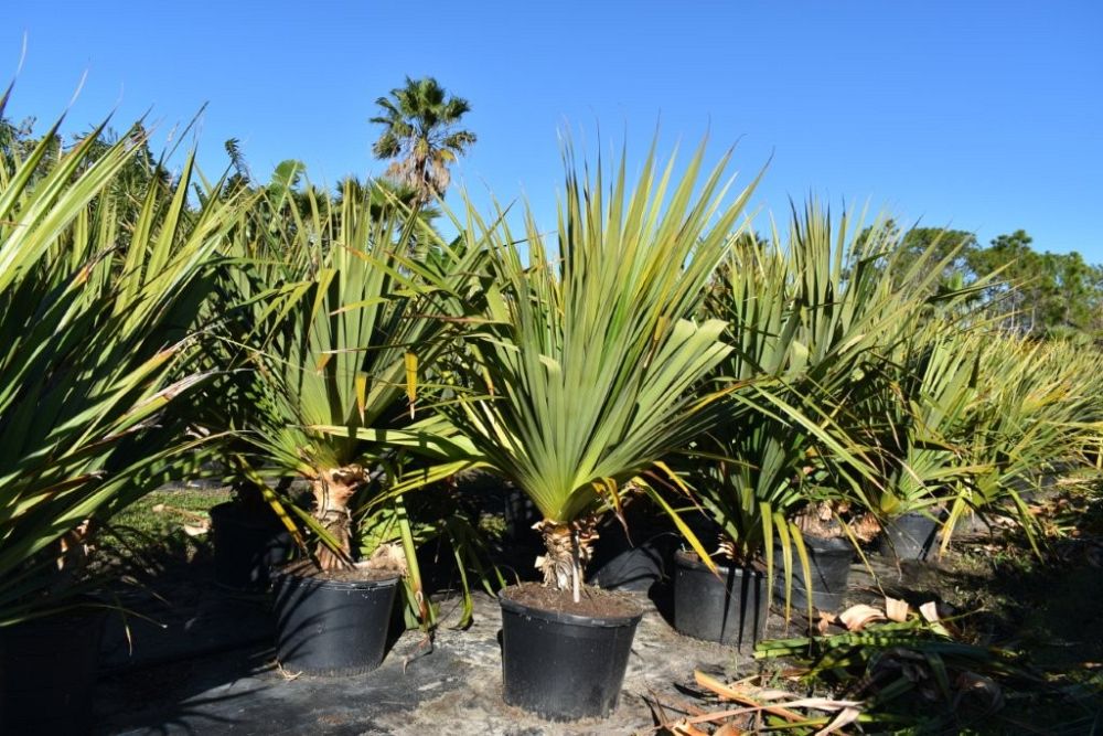 pandanus-utilis-screw-pine