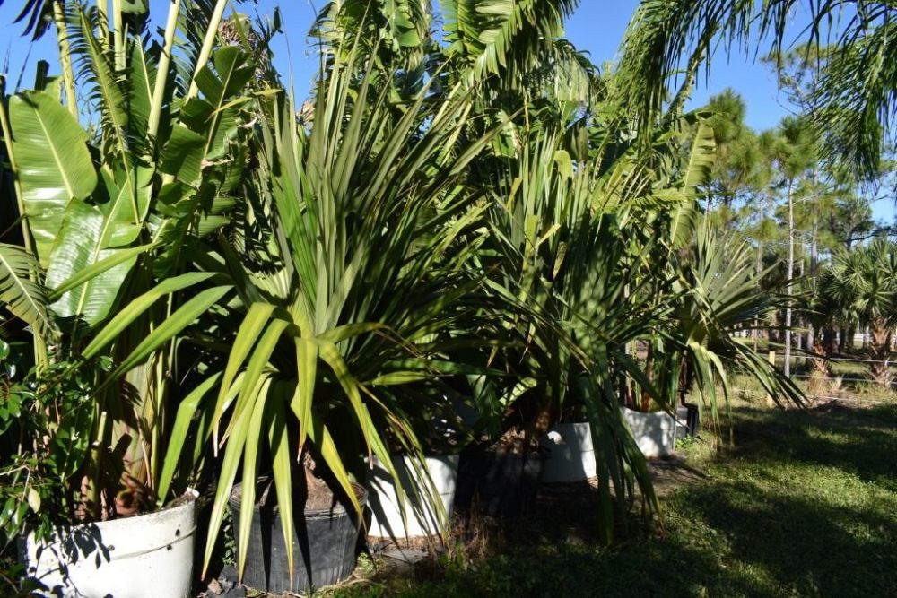 pandanus-utilis-screw-pine