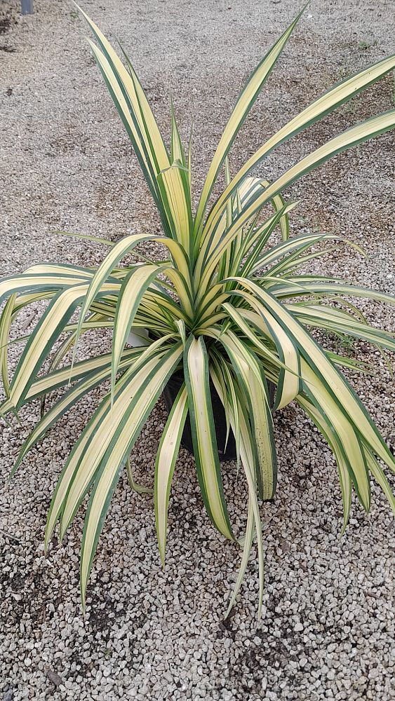 pandanus-utilis-variegata