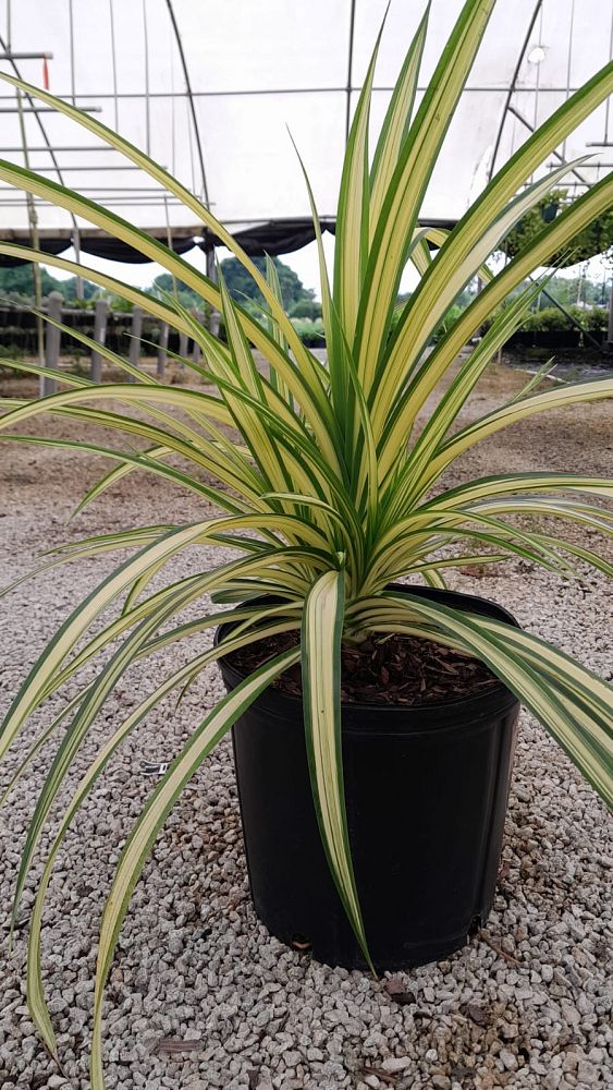 pandanus-utilis-variegata