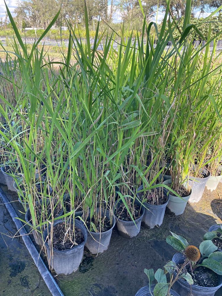 panicum-hemitomon-maidencane