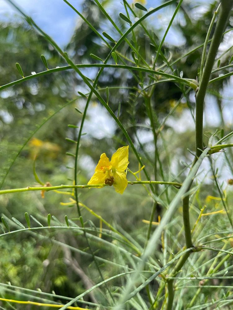 parkinsonia-aculeata-retama-mexican-palo-verde-jerusalem-thorn-leguminosae