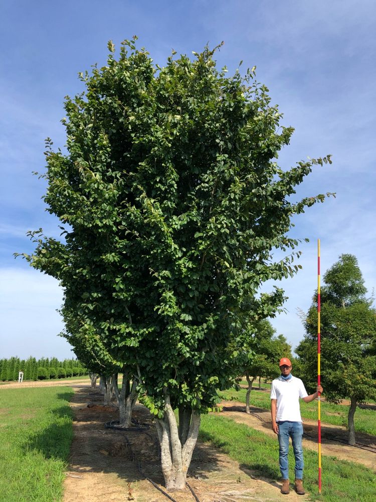 parrotia-persica-persian-ironwood