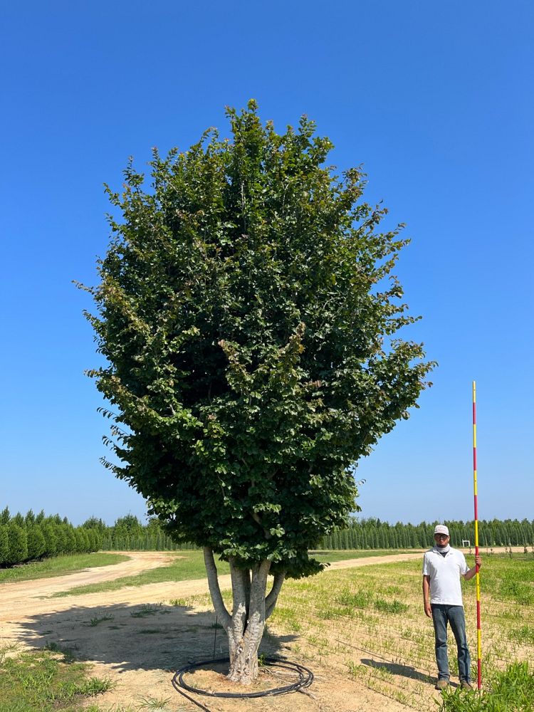 parrotia-persica-persian-ironwood