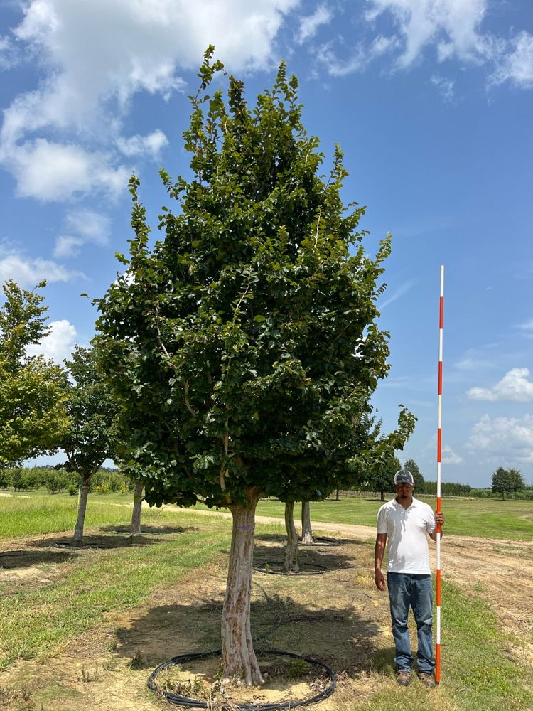 parrotia-persica-persian-ironwood