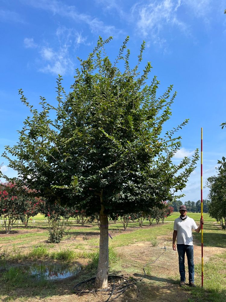 parrotia-persica-persian-ironwood