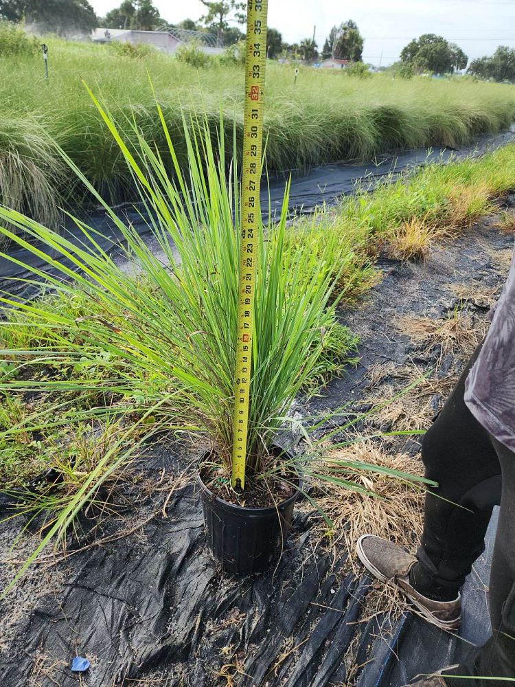 paspalum-quadrifarium-evergreen-paspalum-crown-grass