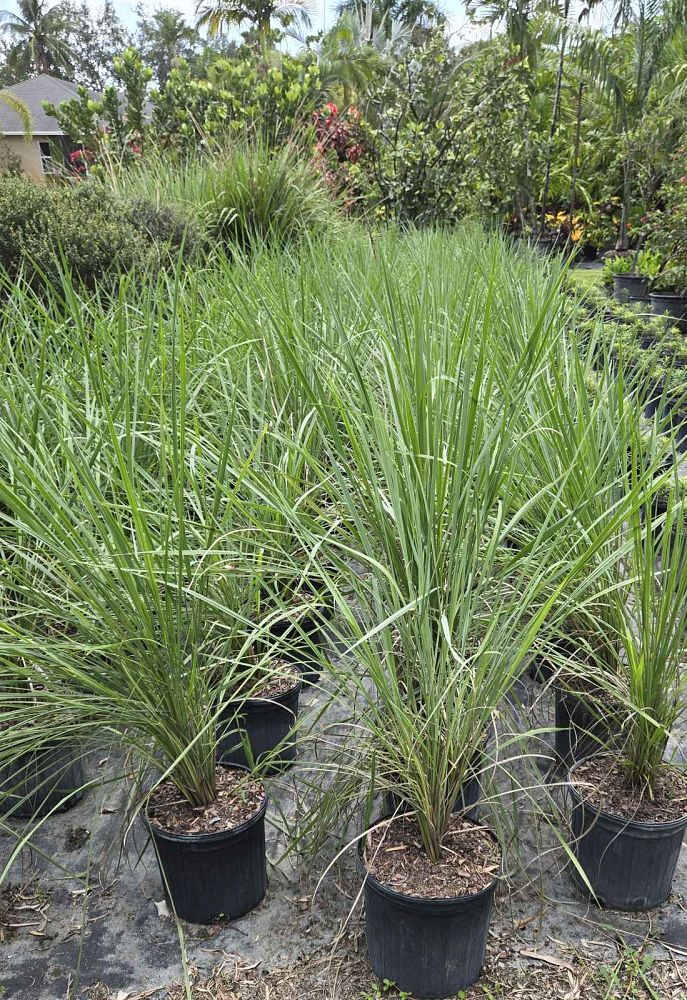 paspalum-quadrifarium-evergreen-paspalum-crown-grass
