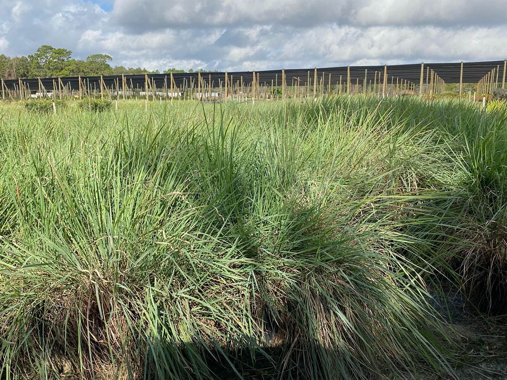 paspalum-quadrifarium-evergreen-paspalum-crown-grass