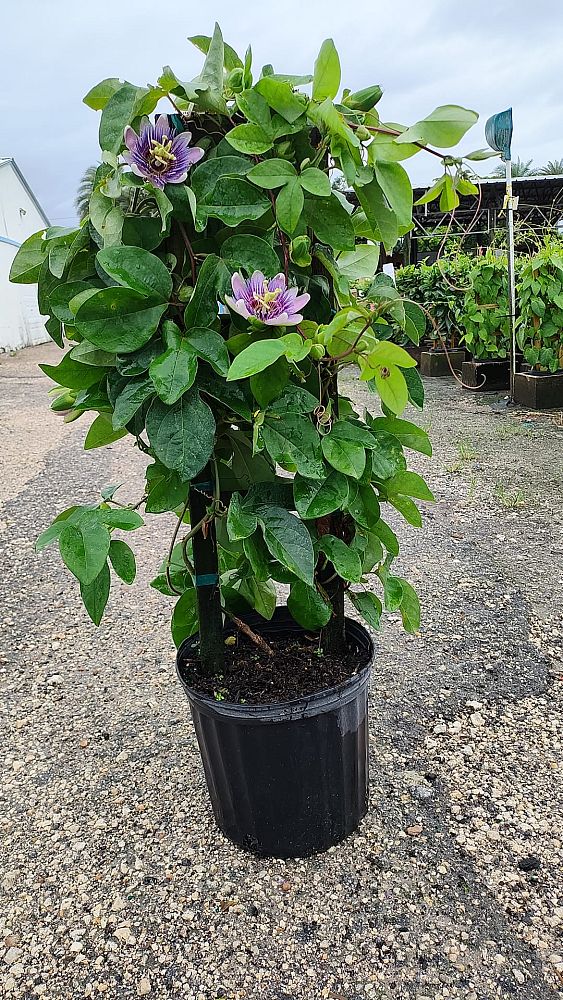 passiflora-passion-flower-vine