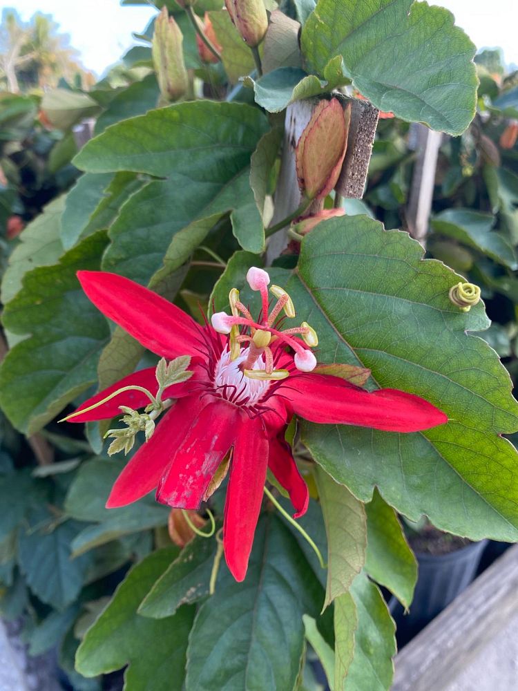 passiflora-passion-flower-vine