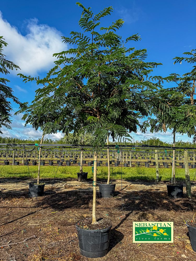 peltophorum-dubium-yellow-poinciana