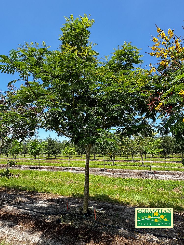 peltophorum-dubium-yellow-poinciana