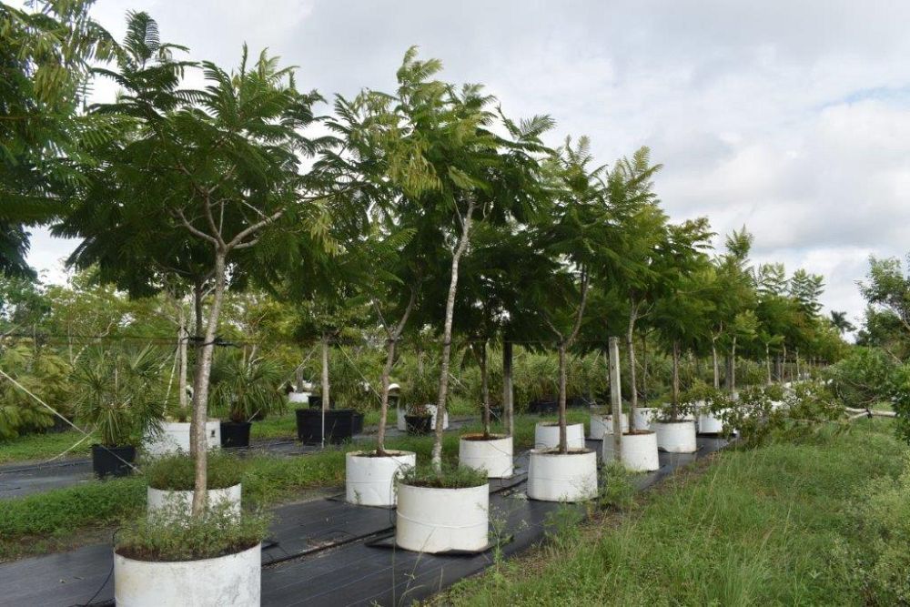 peltophorum-dubium-yellow-poinciana